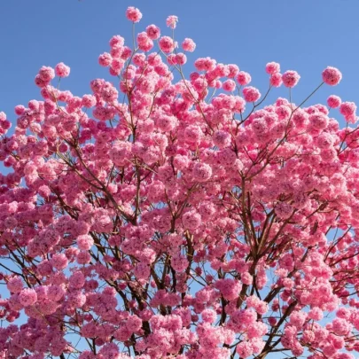 FLORAL FRUTAL MADEROSA
